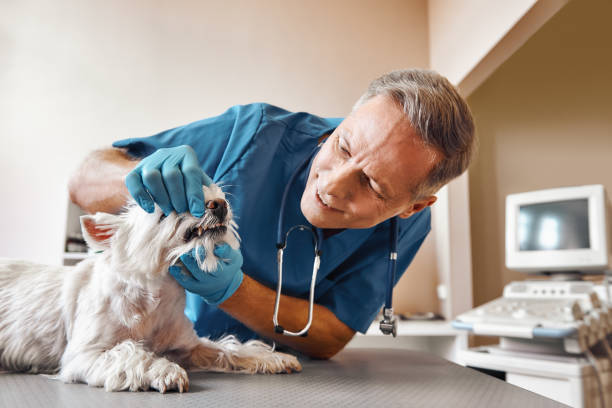 Best Emergency Dentist for Knocked-Out Tooth in Geneseo, IL